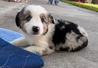 Cosmo Merle , a male Miniature Australian Shepherd for sale in Fort Lauderdale, FL – 3 of 5