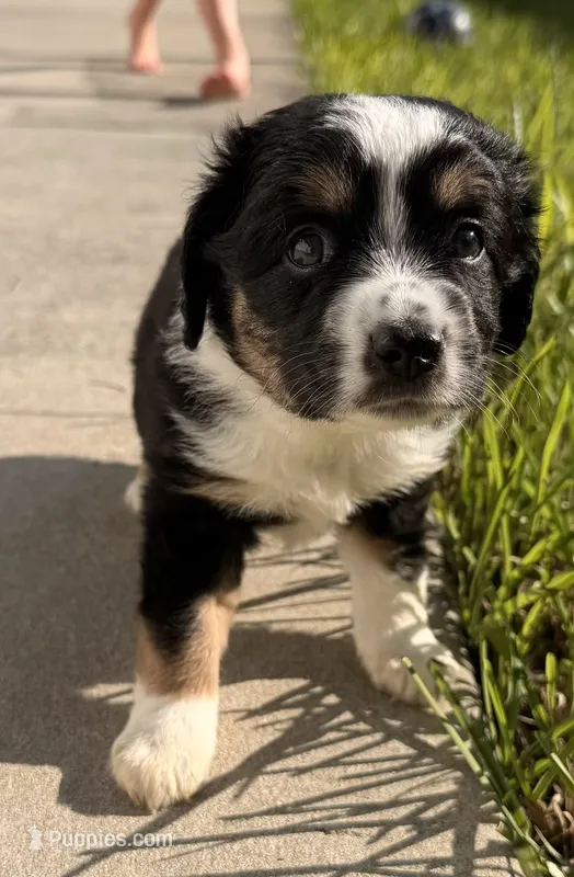 Pluto  – Miniature Australian Shepherd puppy for sale in Fort Lauderdale, FL
