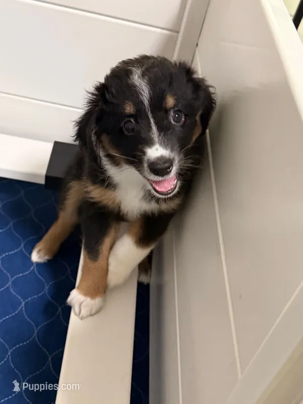 Nova  – Miniature Australian Shepherd puppy for sale in Fort Lauderdale, FL