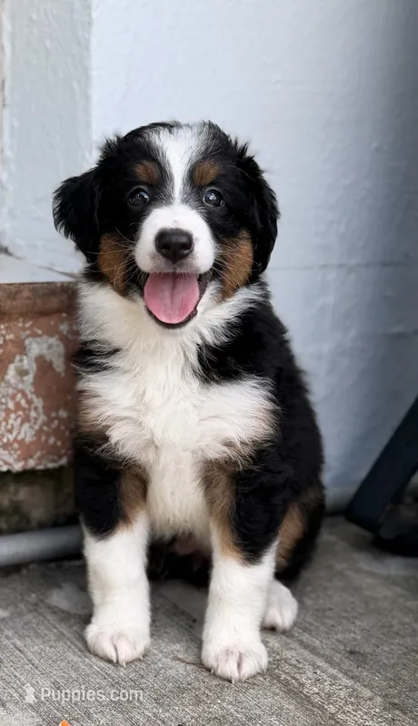 Luna  – Miniature Australian Shepherd puppy for sale in Fort Lauderdale, FL