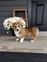 Louis (AKC), a male Pembroke Welsh Corgi for sale in Dundee, OH – 4 of 4