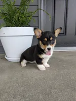 Tori, a female Pembroke Welsh Corgi for sale in Dundee, OH – 2 of 4