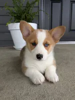 Milo, a male Pembroke Welsh Corgi for sale in Dundee, OH – 2 of 4