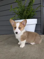 Milo, a male Pembroke Welsh Corgi for sale in Dundee, OH – 3 of 4
