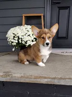 Louis (AKC), a male Pembroke Welsh Corgi for sale in Dundee, OH – 2 of 4