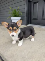 Ella, a female Pembroke Welsh Corgi for sale in Dundee, OH – 4 of 4