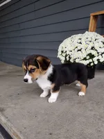 Casper (AKC), a male Pembroke Welsh Corgi for sale in Dundee, OH – 3 of 3