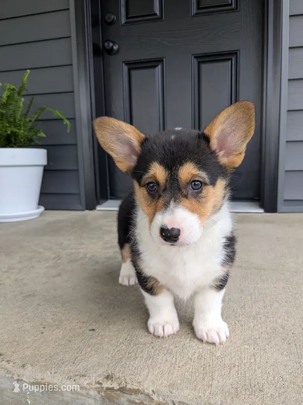 Ella – Pembroke Welsh Corgi puppy for sale in Dundee, OH