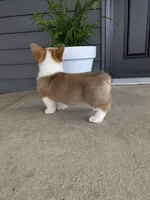 Milo, a male Pembroke Welsh Corgi for sale in Dundee, OH – 4 of 4
