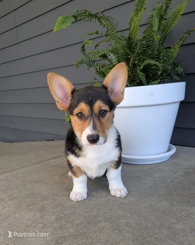 Callie – Pembroke Welsh Corgi puppy for sale in Dundee, OH