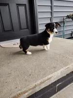 Della (AKC), a female Pembroke Welsh Corgi for sale in Dundee, OH – 3 of 4