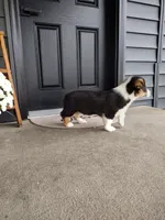 Sammy (AKC), a male Pembroke Welsh Corgi for sale in Dundee, OH – 4 of 4