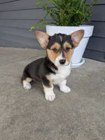 Callie , a female Pembroke Welsh Corgi for sale in Dundee, OH – 2 of 4