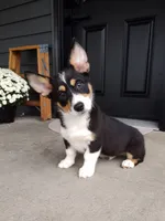 Ace (AKC), a male Pembroke Welsh Corgi for sale in Dundee, OH – 1 of 5