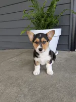 Callie , a female Pembroke Welsh Corgi for sale in Dundee, OH – 3 of 4