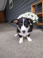 Della (AKC), a female Pembroke Welsh Corgi for sale in Dundee, OH – 2 of 4