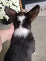 Ace (AKC), a male Pembroke Welsh Corgi for sale in Dundee, OH – 5 of 5