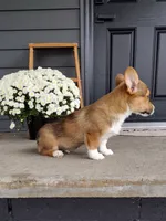 Louis (AKC), a male Pembroke Welsh Corgi for sale in Dundee, OH – 3 of 4