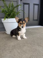 Callie , a female Pembroke Welsh Corgi for sale in Dundee, OH – 4 of 4