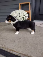 Della (AKC), a female Pembroke Welsh Corgi for sale in Dundee, OH – 4 of 4