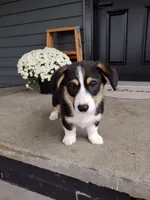 Milo (AKC), a male Pembroke Welsh Corgi for sale in Dundee, OH – 3 of 4
