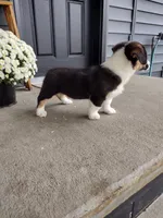 Milo (AKC), a male Pembroke Welsh Corgi for sale in Dundee, OH – 4 of 4