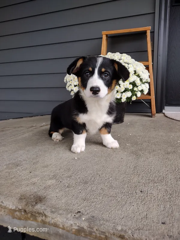 Della (AKC) – Pembroke Welsh Corgi puppy for sale in Dundee, OH