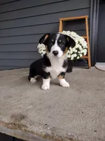 Della (AKC), a female Pembroke Welsh Corgi for sale in Dundee, OH – 1 of 4