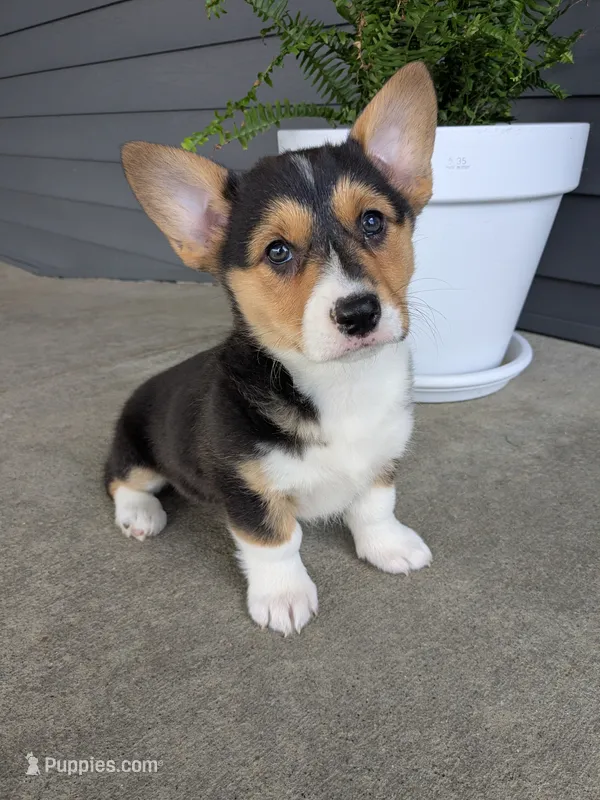 Callie  – Pembroke Welsh Corgi puppy for sale in Dundee, OH