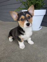Callie , a female Pembroke Welsh Corgi for sale in Dundee, OH – 1 of 4