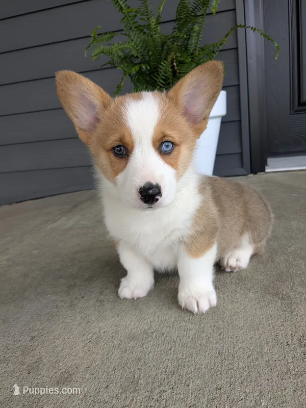 Milo – Pembroke Welsh Corgi puppy for sale in Dundee, OH