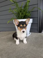 Ella, a female Pembroke Welsh Corgi for sale in Dundee, OH – 2 of 4