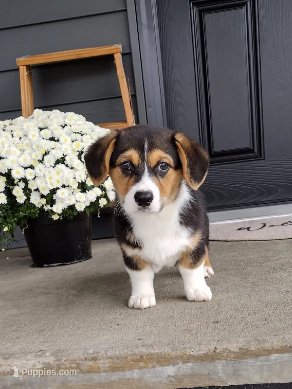 Casper (AKC) – Pembroke Welsh Corgi puppy for sale in Dundee, OH