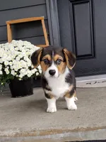 Casper (AKC), a male Pembroke Welsh Corgi for sale in Dundee, OH – 1 of 3
