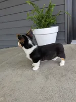 Ella, a female Pembroke Welsh Corgi for sale in Dundee, OH – 3 of 4