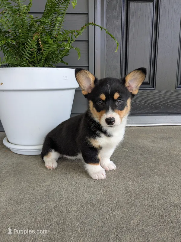 Tori – Pembroke Welsh Corgi puppy for sale in Dundee, OH