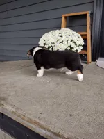 Milo (AKC), a male Pembroke Welsh Corgi for sale in Dundee, OH – 2 of 4