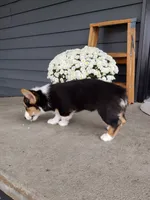 Sammy (AKC), a male Pembroke Welsh Corgi for sale in Dundee, OH – 3 of 4