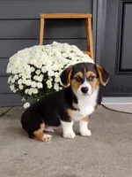 Casper (AKC), a male Pembroke Welsh Corgi for sale in Dundee, OH – 2 of 3