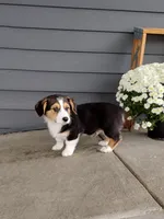Sammy (AKC), a male Pembroke Welsh Corgi for sale in Dundee, OH – 2 of 4