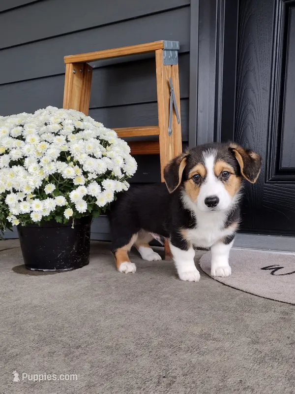 Sammy (AKC) – Pembroke Welsh Corgi puppy for sale in Dundee, OH