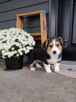 Sammy (AKC), a male Pembroke Welsh Corgi for sale in Dundee, OH – 1 of 4