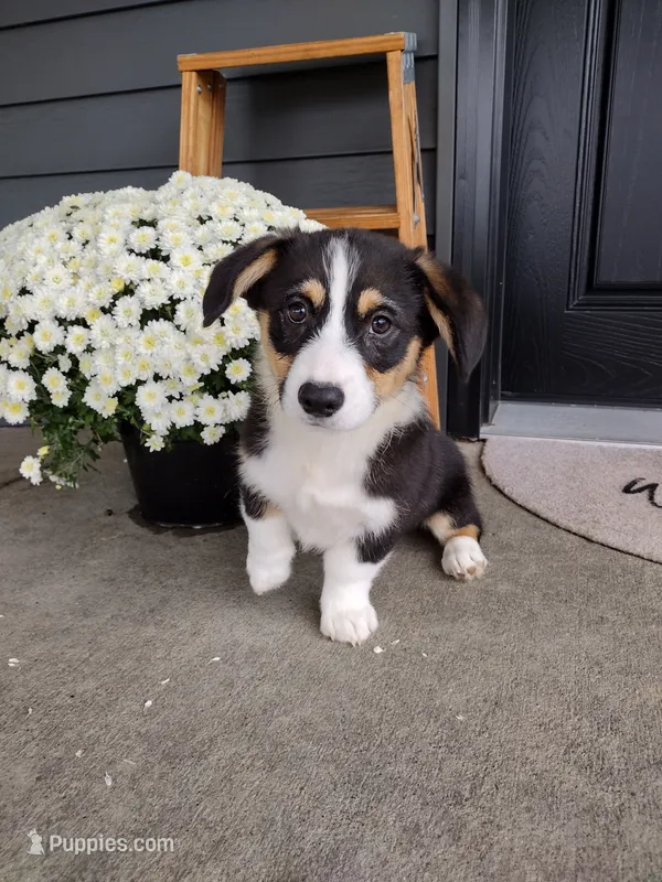 Milo (AKC) – Pembroke Welsh Corgi puppy for sale in Dundee, OH