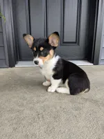 Tori, a female Pembroke Welsh Corgi for sale in Dundee, OH – 4 of 4