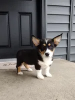 Ace (AKC), a male Pembroke Welsh Corgi for sale in Dundee, OH – 3 of 5