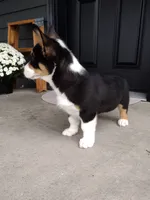 Ace (AKC), a male Pembroke Welsh Corgi for sale in Dundee, OH – 4 of 5