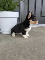 Tori, a female Pembroke Welsh Corgi for sale in Dundee, OH – 3 of 4