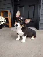 Ace (AKC), a male Pembroke Welsh Corgi for sale in Dundee, OH – 2 of 5