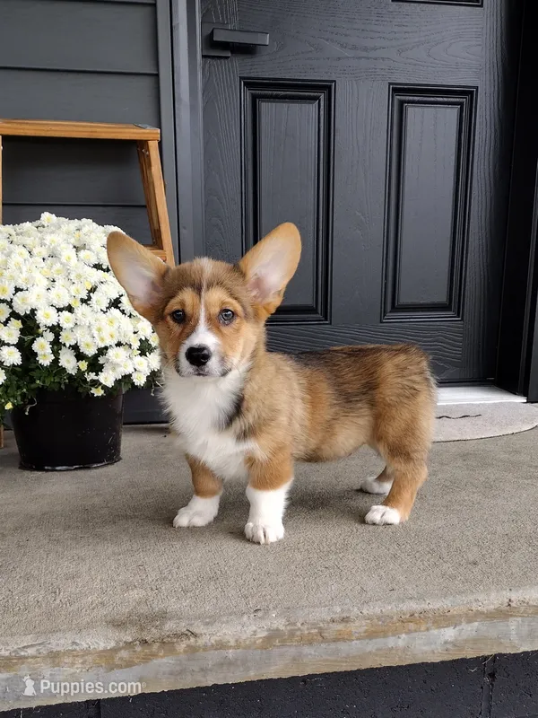 Louis (AKC) – Pembroke Welsh Corgi puppy on hold in Dundee, OH