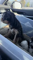 Blue, a female Yorkshire Terrier for sale in South Gate, CA – 5 of 6